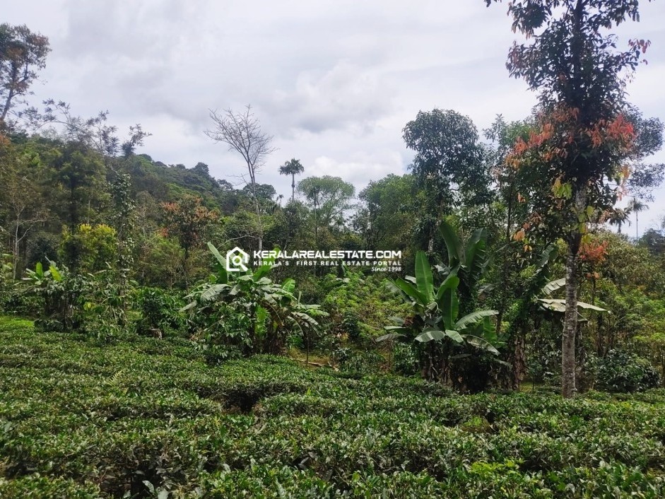 Tea & Coffee Plantation for Sale in Vallithode, Wayanad