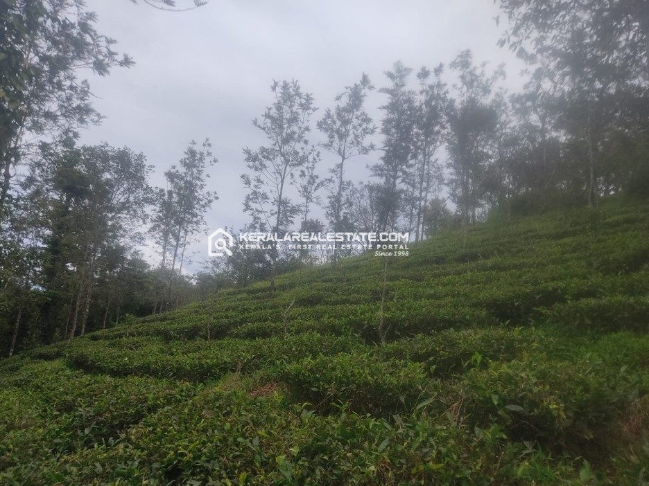 Land for Sale in Kappattumala, Perya, Wayanad