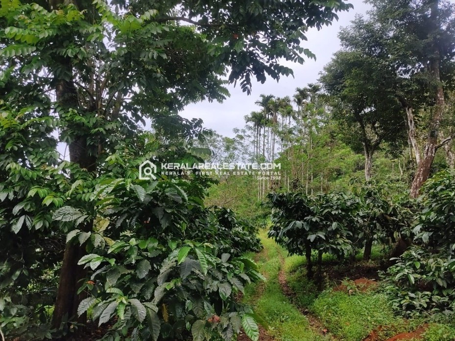 Scenic Land for Sale in Periya, Wayanad