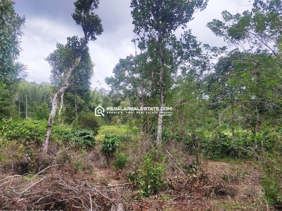 Scenic Land for Sale in Sulthan Bathery, Wayanad