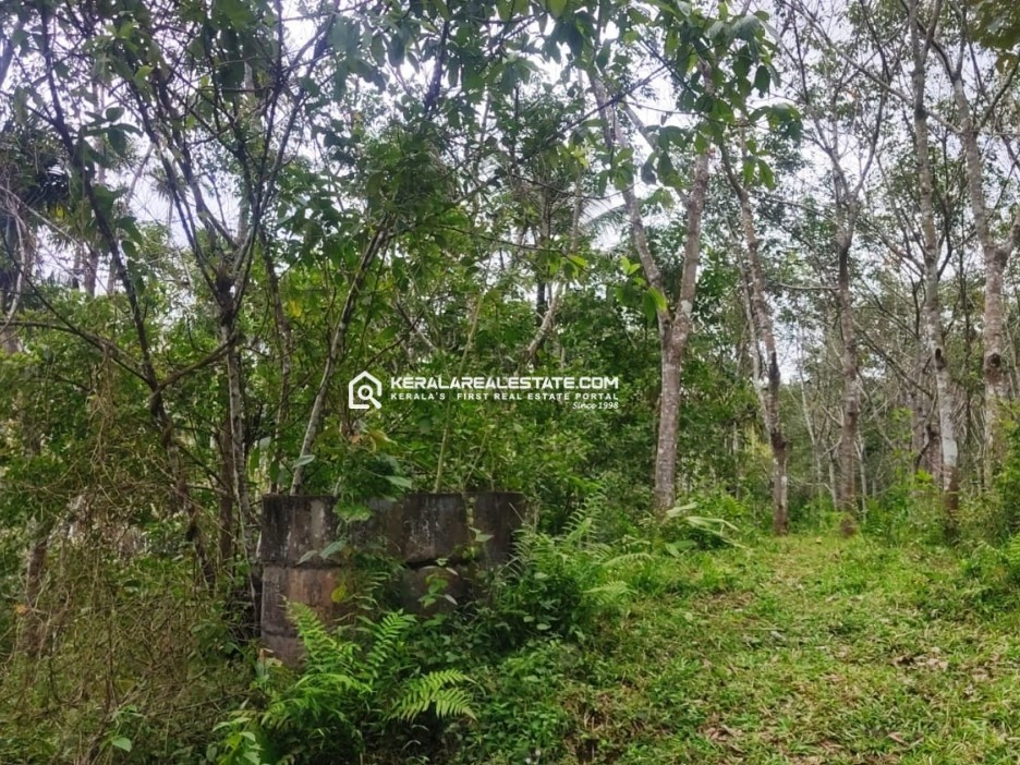 Land with Paddy View for Sale in Valluvady, Wayanad