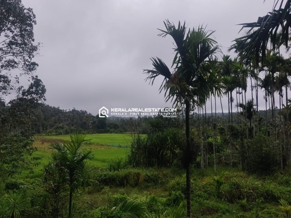 Land for Sale in Nadavayal, Wayanad