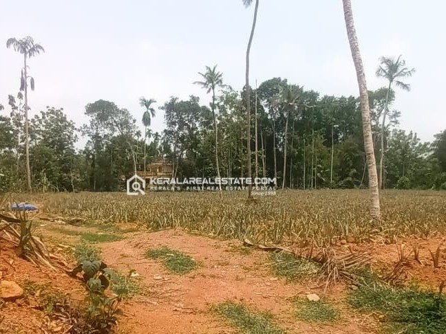 Land for Sale in Maneed, Ernakulam
