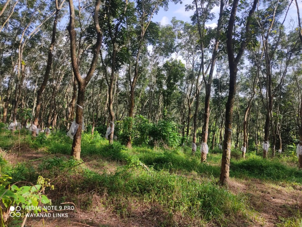 Land for Sale in Nadavayal, Wayanad