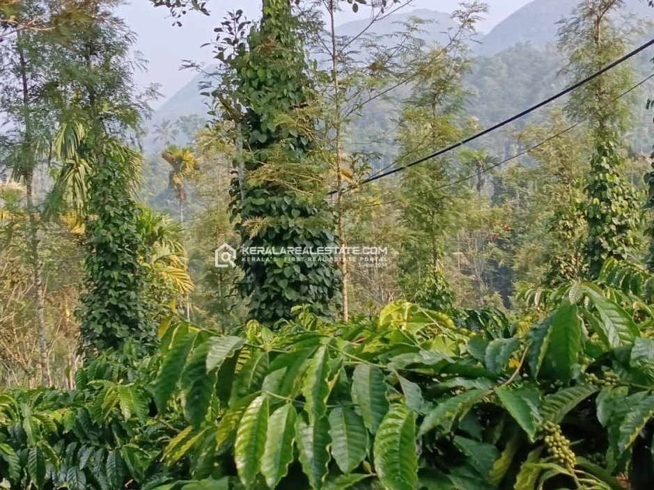 Scenic Land for Sale in Nellarachal, Ambalavayal, Wayanad