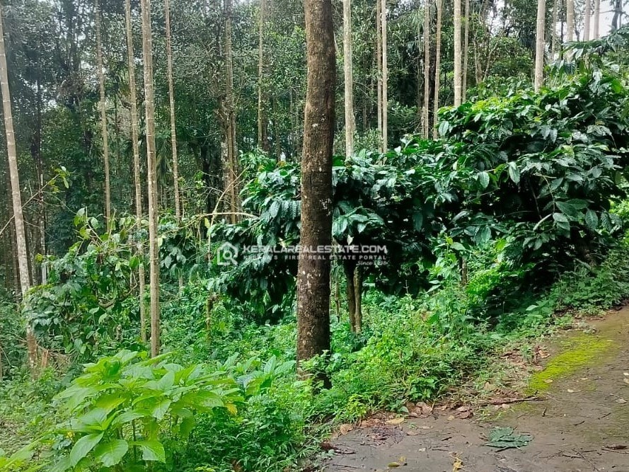 Scenic Land for Sale in Chundel, Wayanad 