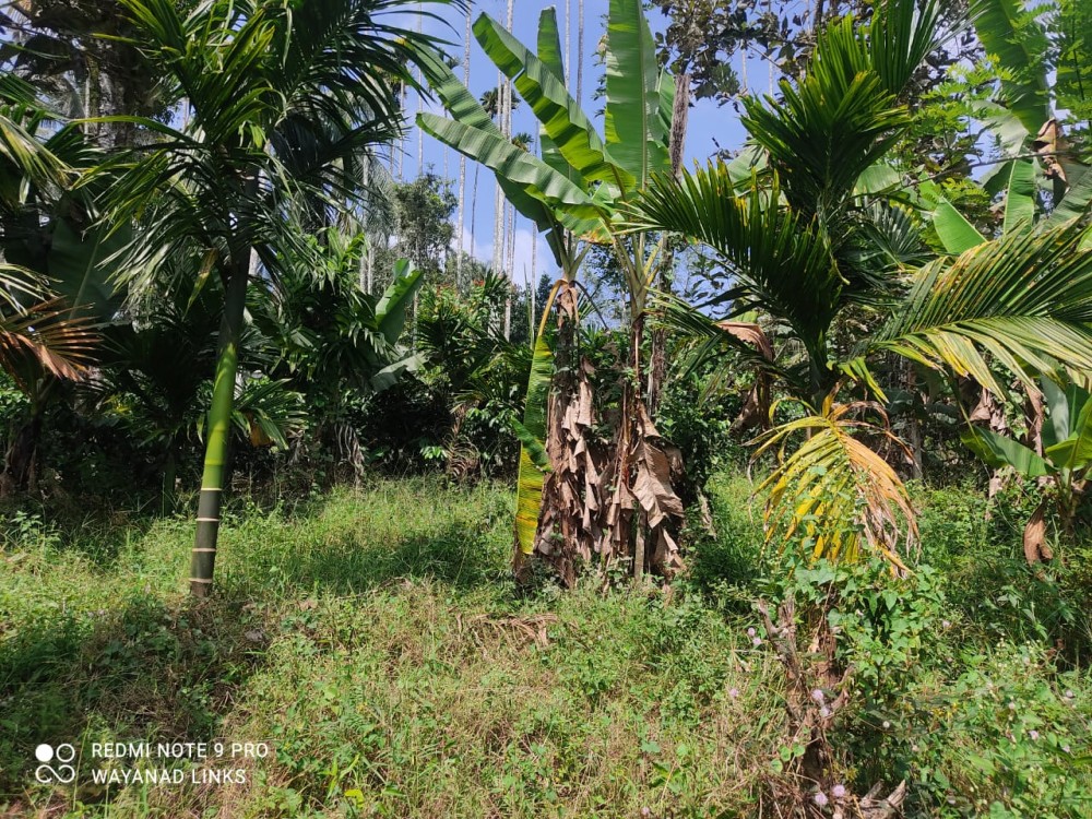 House in 24 Cents for Sale in Kolery, Wayanad 