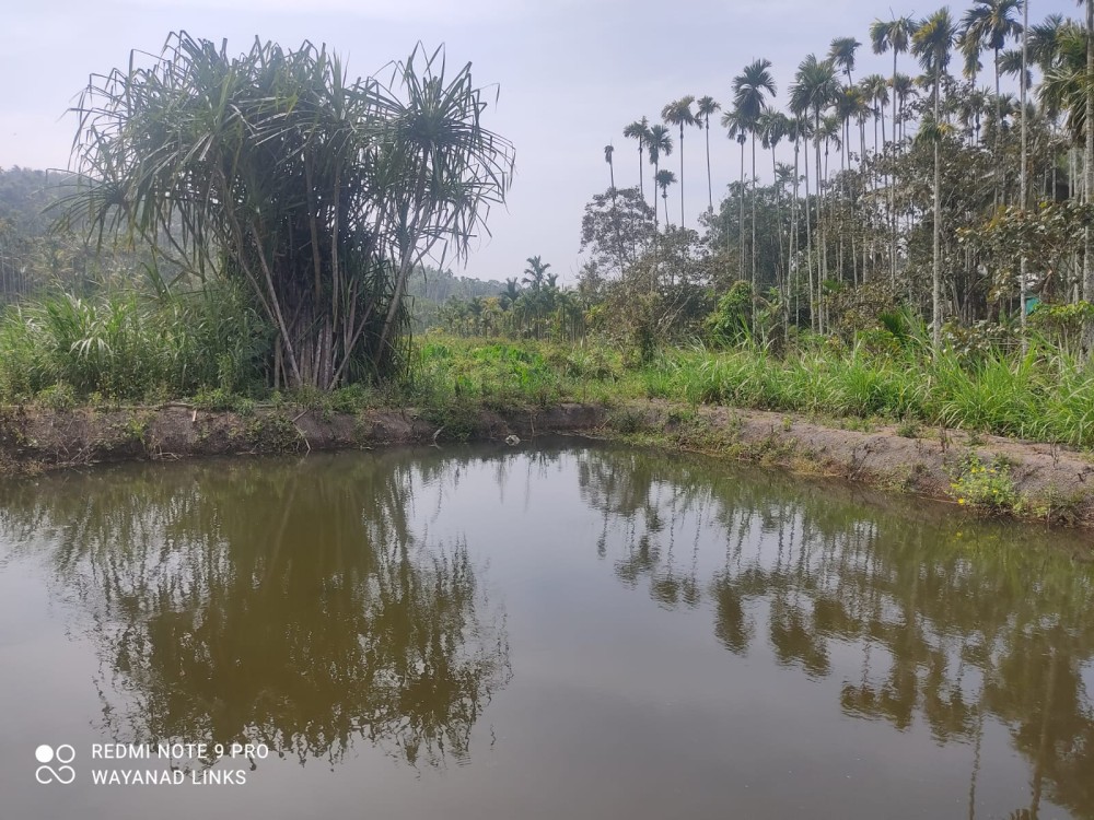 Agricultural Land for Sale in Kolery, Wayanad 