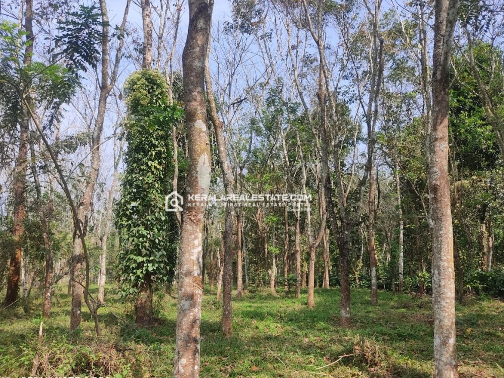 Agricultural Land For Sale in Kappiset, Wayanad
