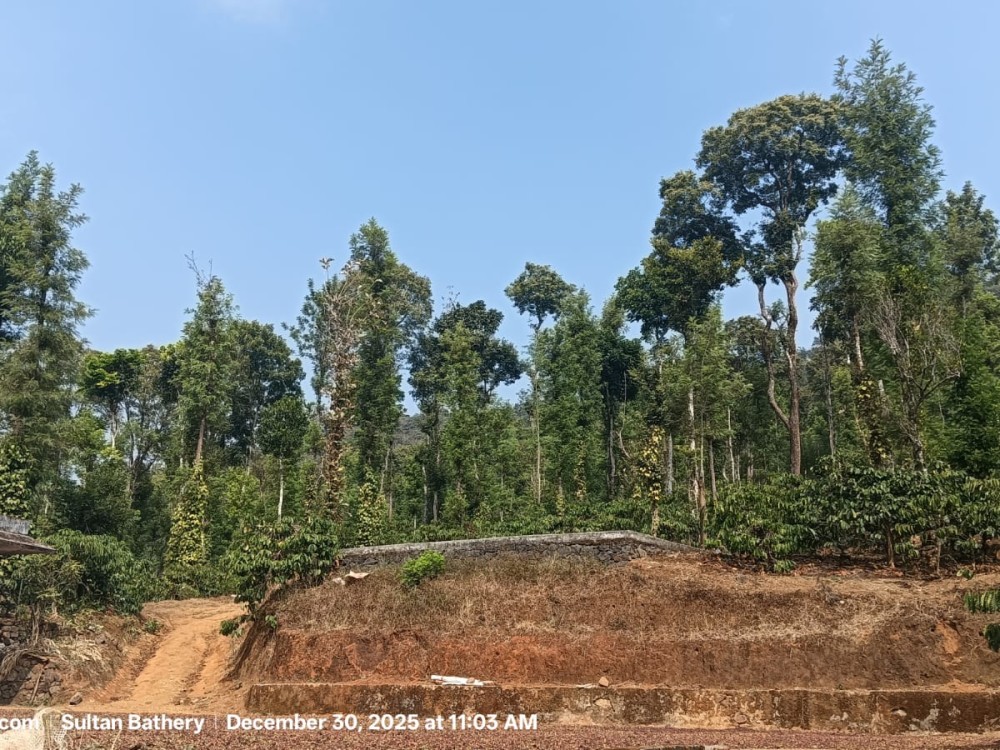 Coffee Estate for Sale in Kattikulam, Wayanad 