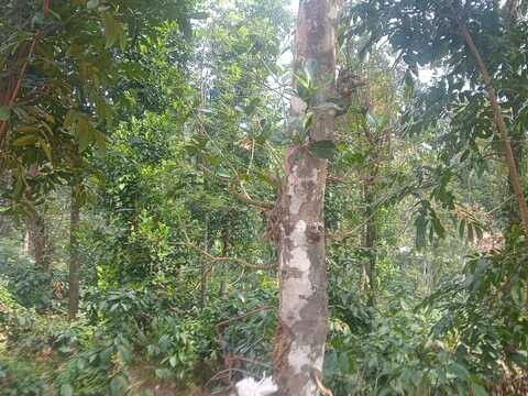 Land for Sale in Kalpetta, Wayanad 