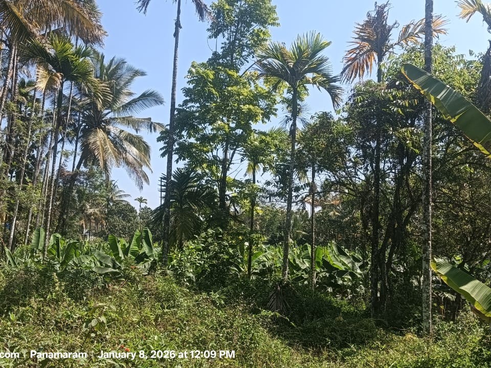 Land for Sale in Panamaram, Wayanad 