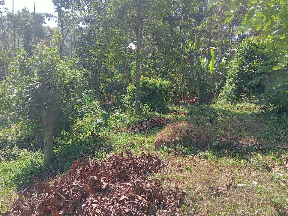 Premium Residential Plot for Sale in Kolagapara, Wayanad 