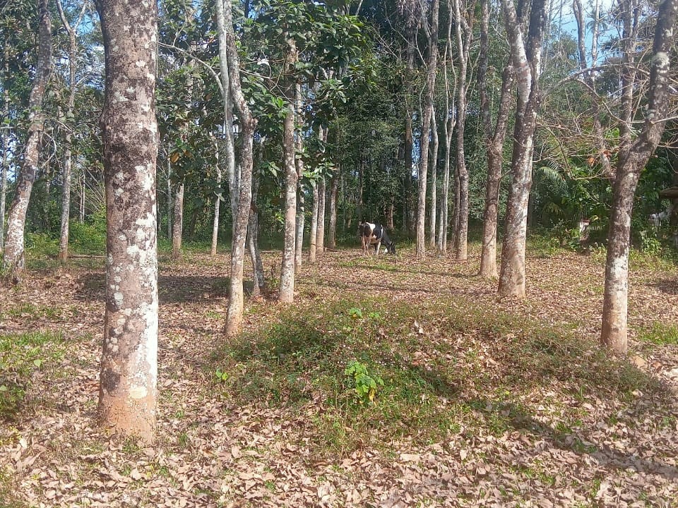 Land for Sale in Meenangadi, Wayanad 