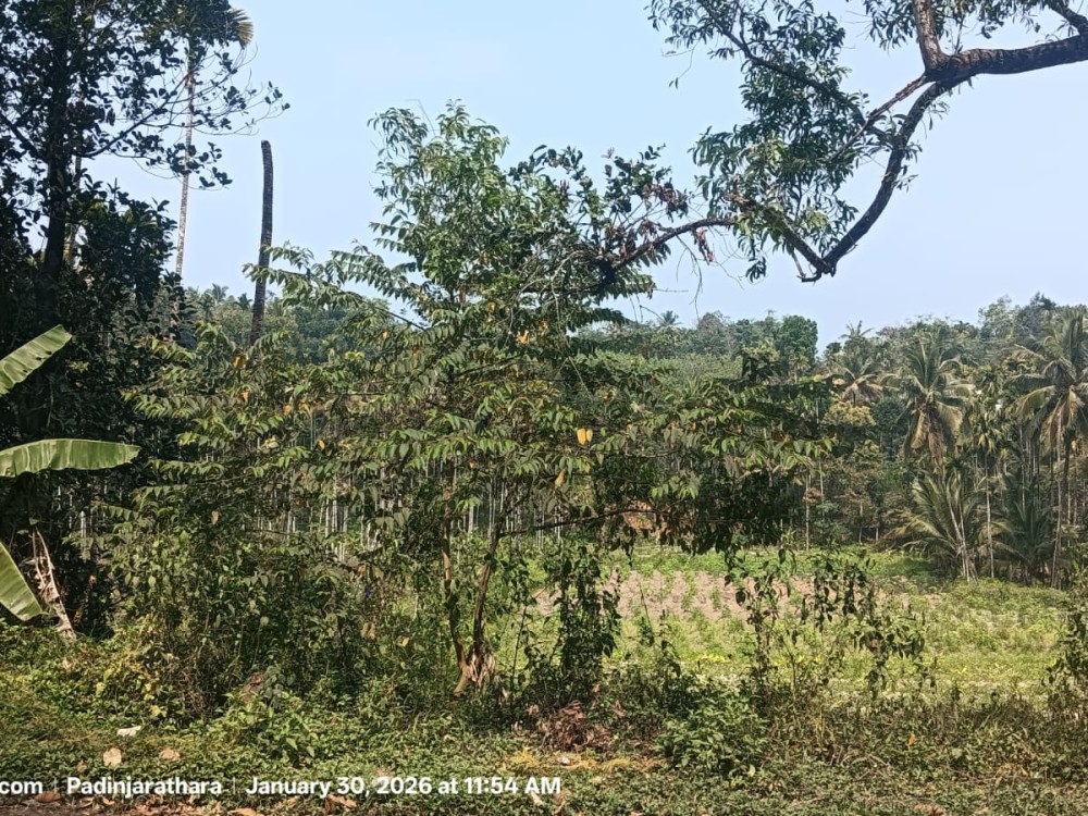 Land for Sale in Padinjarathara, Wayanad 