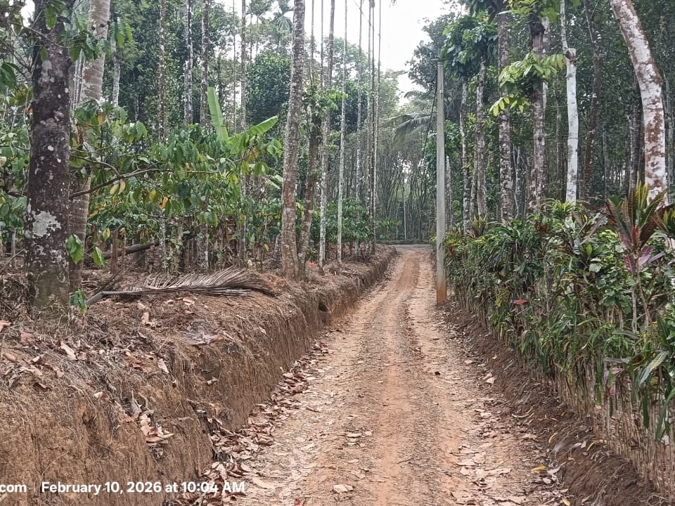 2.75 Acre Plantation with 3 BHK House for Sale in Panamaram, Wayanad 