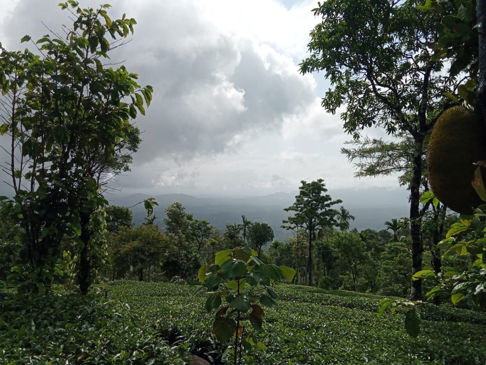 Plantation for Sale in  Idiyamvayal, Pozhuthana, Wayanad 