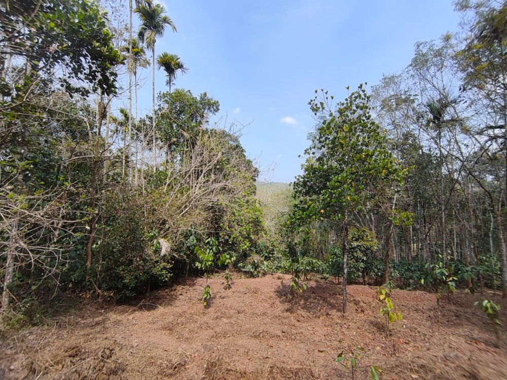 Farm / Resort Property for Sale in Thoothilery, Kenichira Wayanad