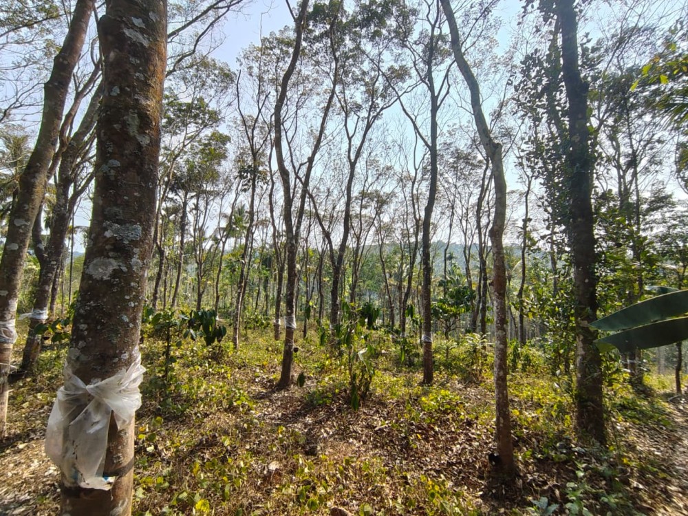 1 Acre of Fertile Land for Sale in Kenichira, Wayanad