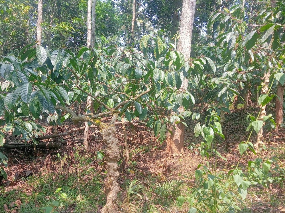 Villa / Homestay Plot for Sale in Old Vythiri, Wayanad 