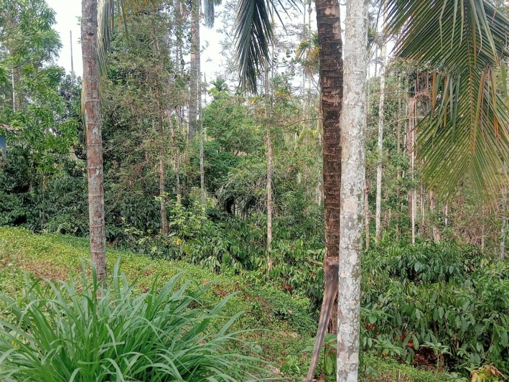 BUDGET FRIENDLY LAND FOR SALE IN KAKKAVAYAL, WAYANAD 